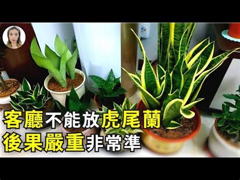 虎尾兰风水玄关|虎尾蘭風水玄關擺放秘訣：招財化煞、淨化負能量 